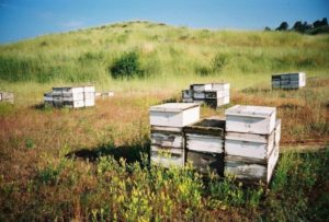 panorama of a bee farm in the hills surrounded by vegetation