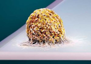 Biological cell observed under a microscope