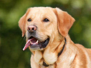Close-up of a Labrador Retriever dog